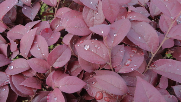 红叶雨露图片