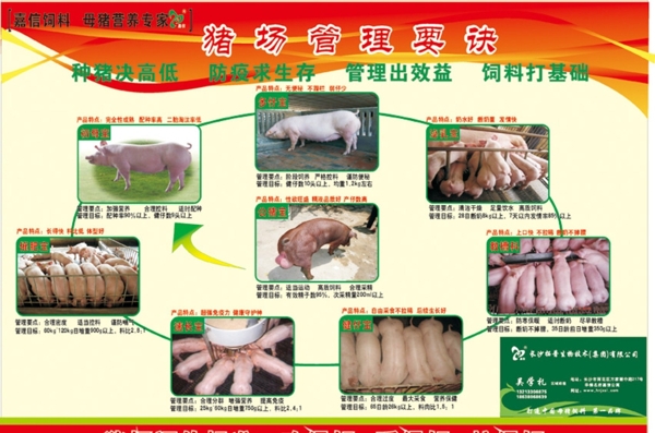养猪饲料宣传图片