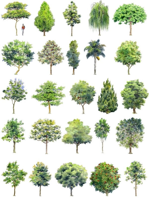 手绘园林用树立面三图片