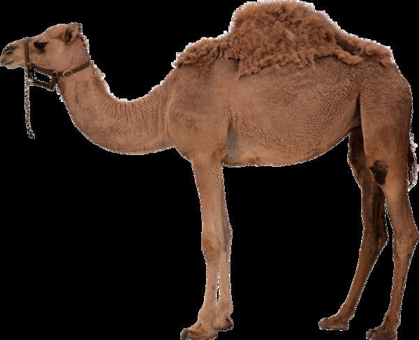 沙漠骆驼png元素