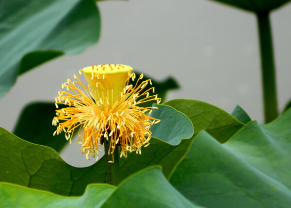 黄色荷花花蕊图片