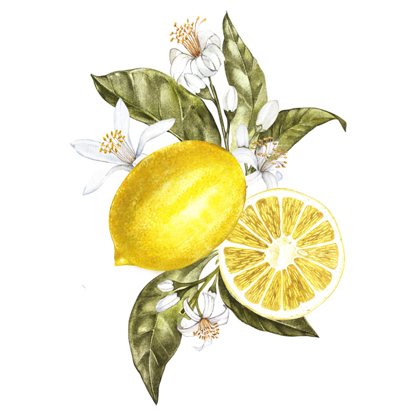 水果柠檬绘画