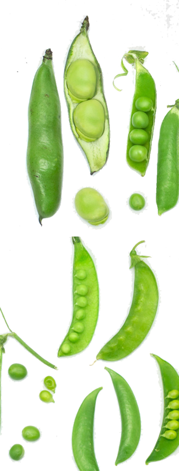 绿色豆荚蔬菜图案