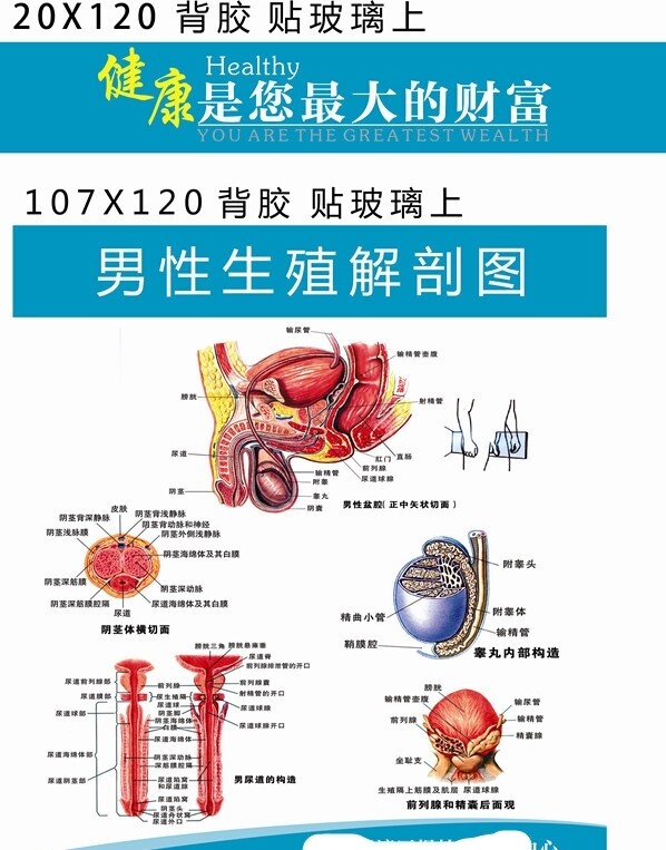 男性解剖图图片