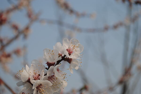 梅花摄影图片