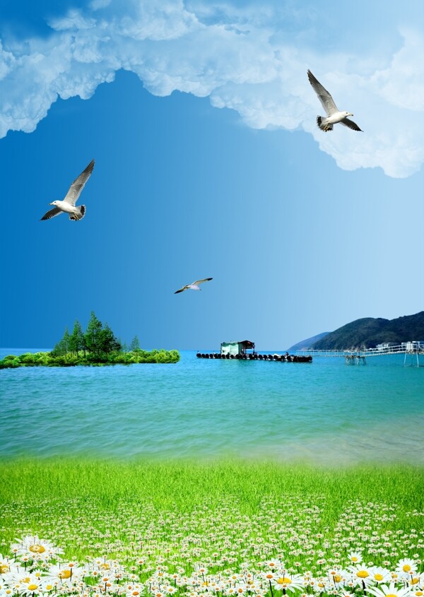 蓝天白云海鸥风景图片