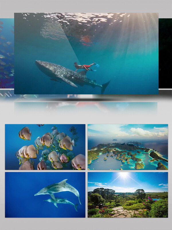 大洋洲海景海底生物景观潜水旅游摄影