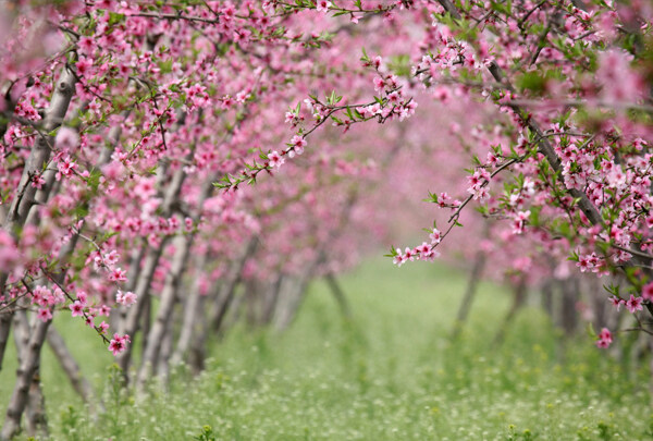 桃花图片