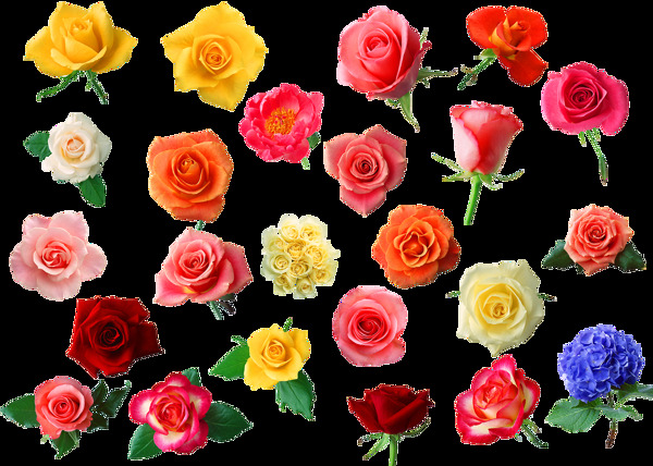 赏心悦目的玫瑰花png透明素材