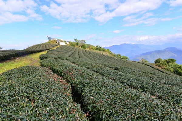 茶園田園風光图片