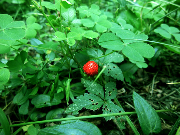 野生草莓图片