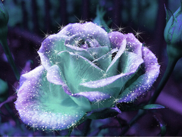 位图植物摄影写实花卉花朵蓝玫瑰免费素材