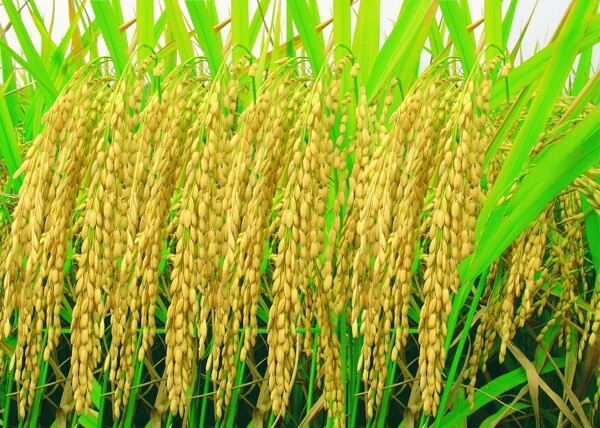 水稻穗图片