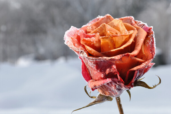 雪地里的玫瑰花