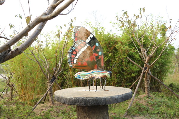 杭州湾湿地公园蝴蝶图片
