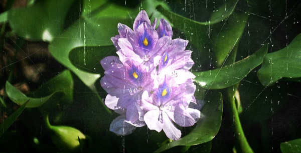 位图植物图案写实花卉花朵位图免费素材