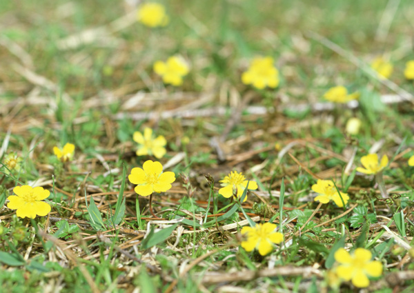 草地上的黄色小花图片
