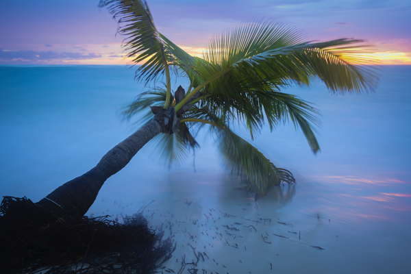 海面上的椰子树风景图片