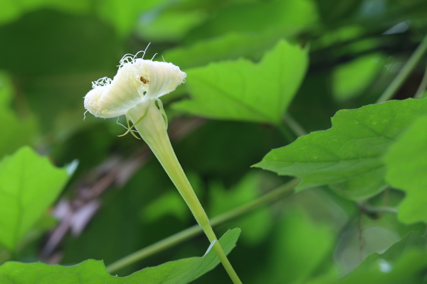 瓜蒌花儿