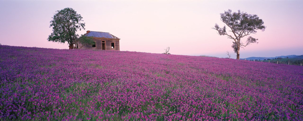 花丛小屋