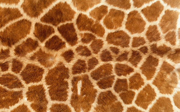 实物面料动物皮纹长颈鹿皮免费素材