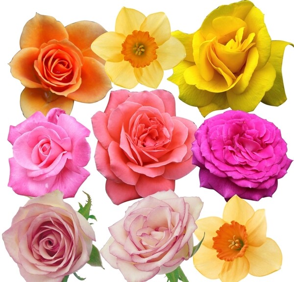 高清花朵玫瑰花素材