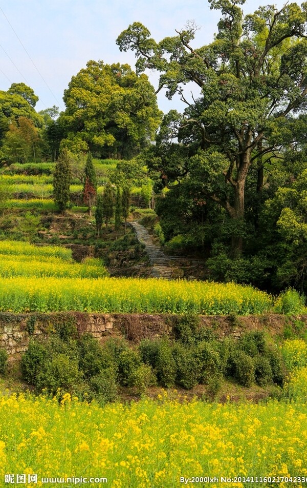 江岭梯田油菜花图片