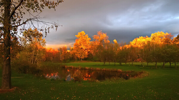 秋天树林草地风景图片