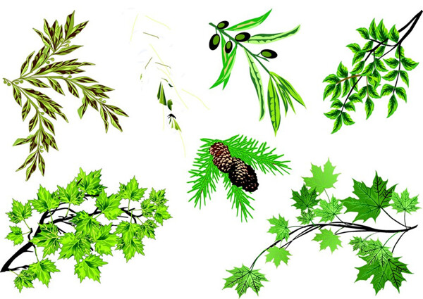 植物枝条绿叶图片