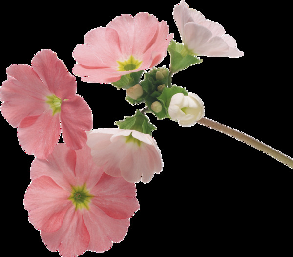粉色盛开花朵png元素