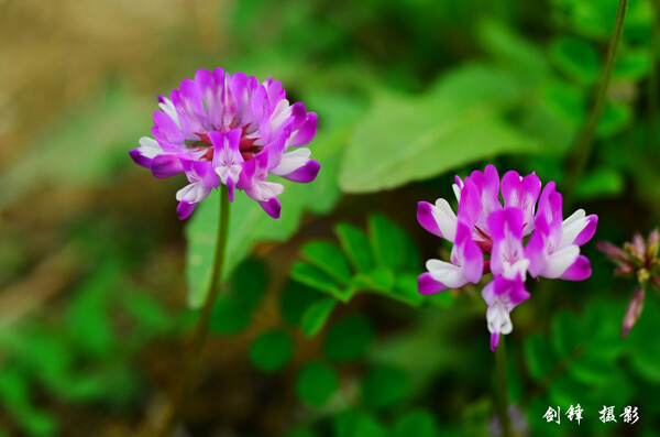 紫色苜蓿花