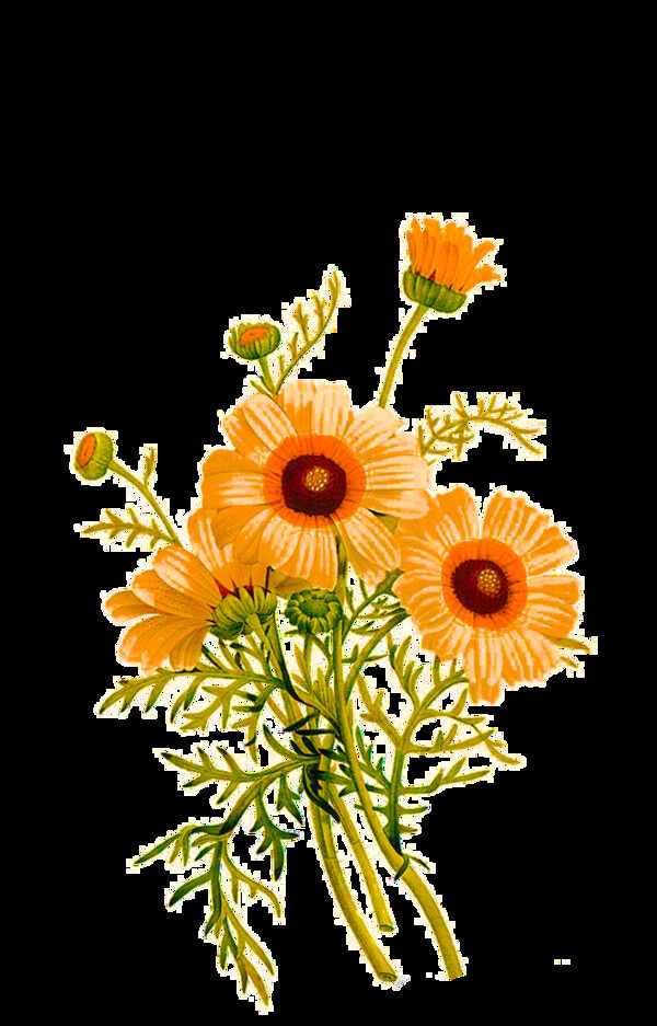 美丽橙色手绘菊花装饰元素