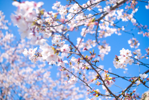 蓝色背景下的花