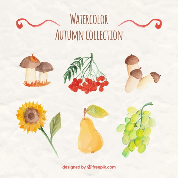 6款水彩绘秋季植物与水果矢量图