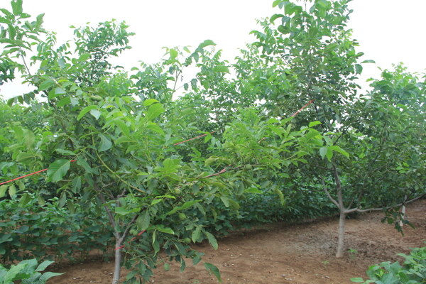 青皮核桃树图片