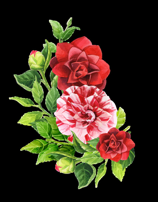 手绘三朵高贵的花朵PNG透明素材