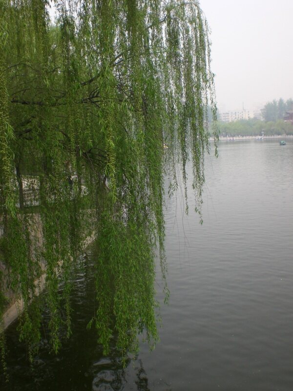 兴庆湖边垂柳图片