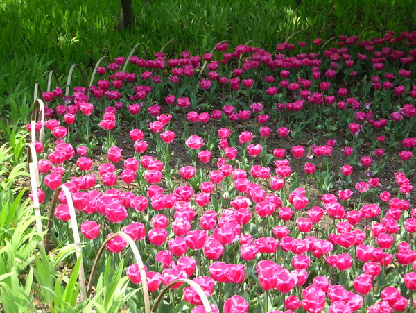 郁金香花丛图片