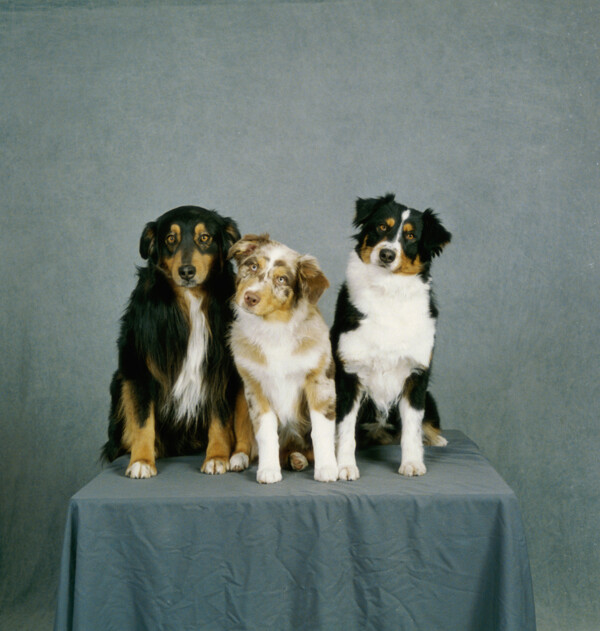 可爱的三只小狗摄影图片