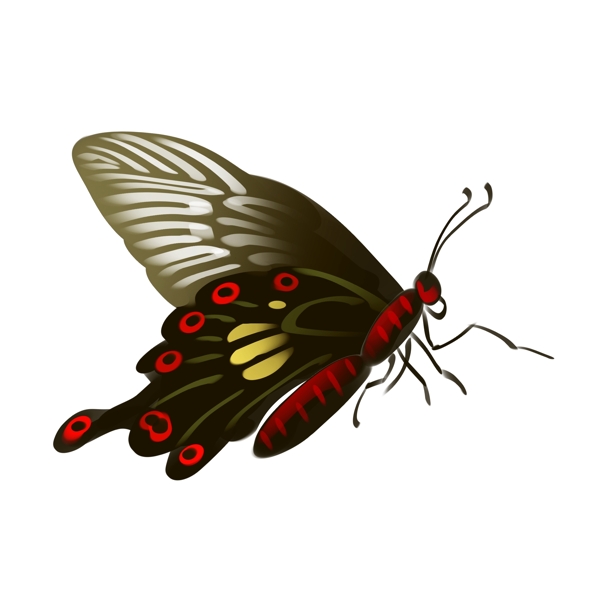 黑红色蝴蝶装饰插画
