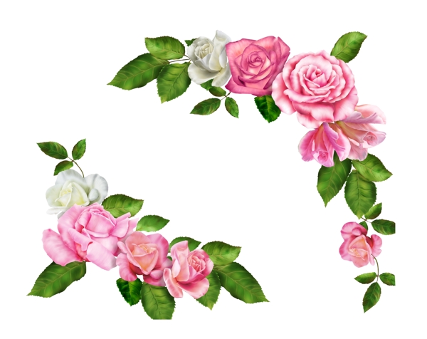 粉玫瑰分层图片