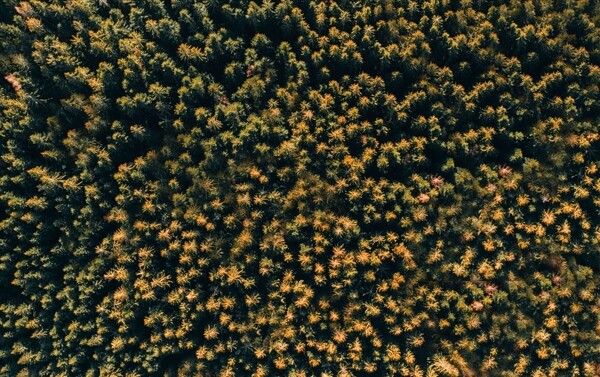 森林鸟瞰图