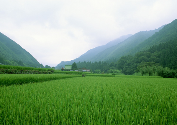 高山草地