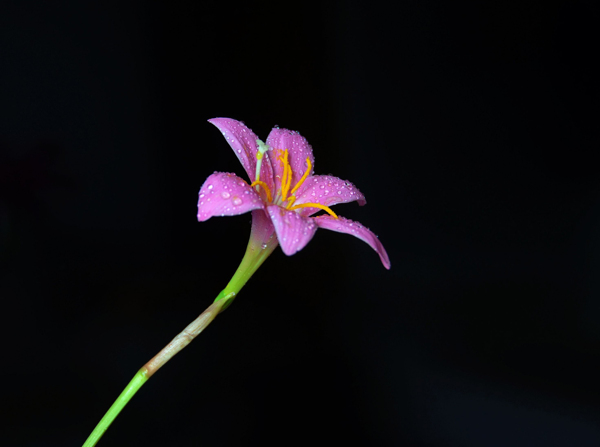 粉色带露珠的百合花