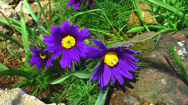 紫色花朵小花图片