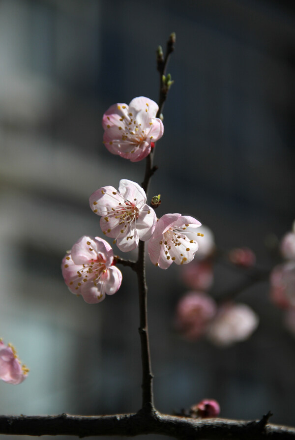 桃花图片