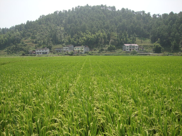 田野图片