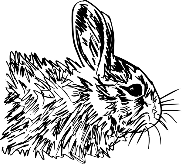 小兔子插画矢量图