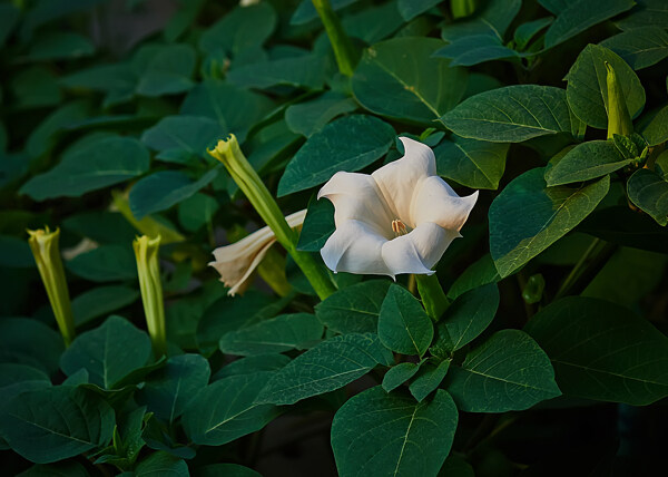 白色曼陀罗花卉