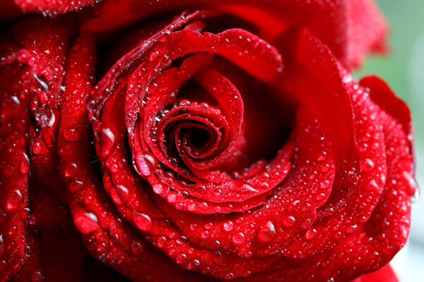 水珠玫瑰花图片